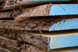Locust - Timber