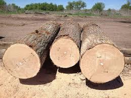 Veneer logs