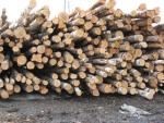 Spruce Pulpwood |  Softwood | Logs | Закупка ООО
