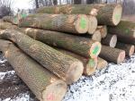 Ash Saw logs |  Hardwood | Logs | TRANS-WOOD