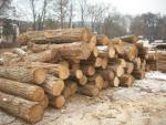 Locust Saw logs |  Hardwood | Logs | EL-REZ s.r.o.