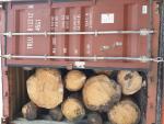 Spruce Saw logs |  Softwood | Logs | ID INVEST S.R.O.