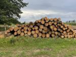 Larch Saw logs |  Softwood | Logs | BB development