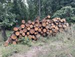 Larch Saw logs |  Softwood | Logs | BB development