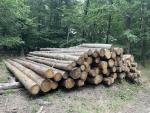 Larch Saw logs |  Softwood | Logs | BB development