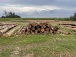 Larch Saw logs |  Softwood | Logs | BB development