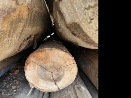 Beech Veneer logs |  Hardwood | Logs | SF WOOD, s. r. o.