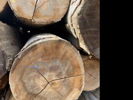 Beech Veneer logs |  Hardwood | Logs | SF WOOD, s. r. o.
