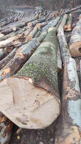 Maple Saw logs |  Hardwood | Logs | Gazdovské lesy-Vyšná Rybnica poz. spol.