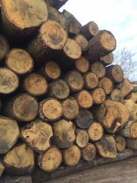 Oak Veneer logs