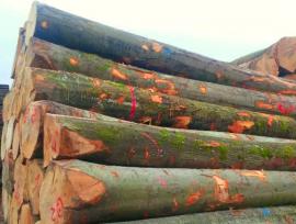 Birch Saw logs