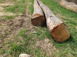Oak Saw logs