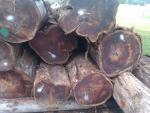 Teak Veneer logs |  Tropical wood | Logs | Teak-Austria