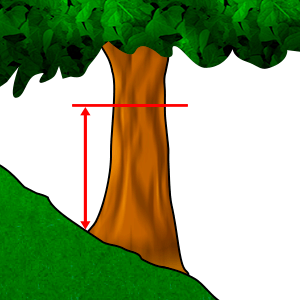 Measuring - Diameter at breast height #3